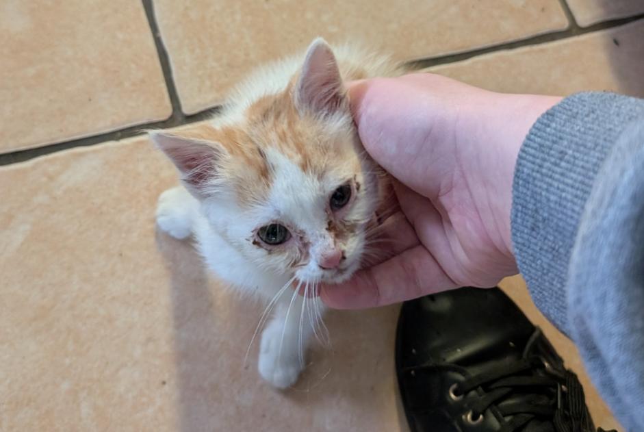 Fundmeldung Katze Unbekannt Saint-Mars-la-Brière Frankreich