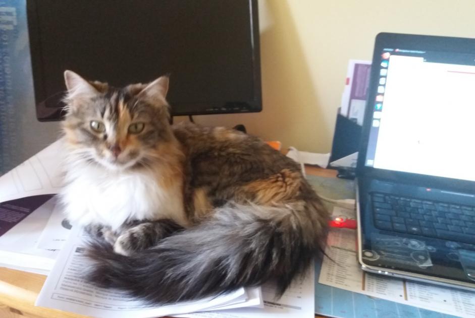 Disappearance alert Cat Female , 7 years Pruillé-le-Chétif France Disappearance alert Cat Female , 7 years Pruillé-le-Chétif France