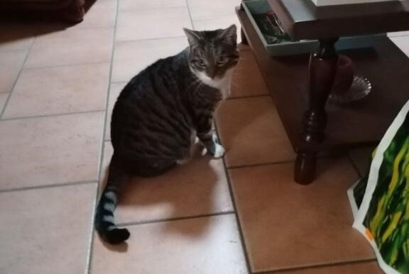 Disappearance alert Cat miscegenation Female , 6 years Sargé-lès-le-Mans France Disappearance alert Cat miscegenation Female , 6 years Sargé-lès-le-Mans France