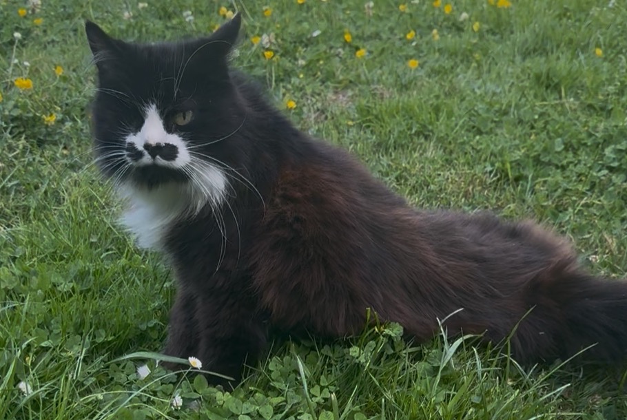 Alerte Découverte Chat Femelle Noyen-sur-Sarthe France Alerte Découverte Chat Femelle Noyen-sur-Sarthe France