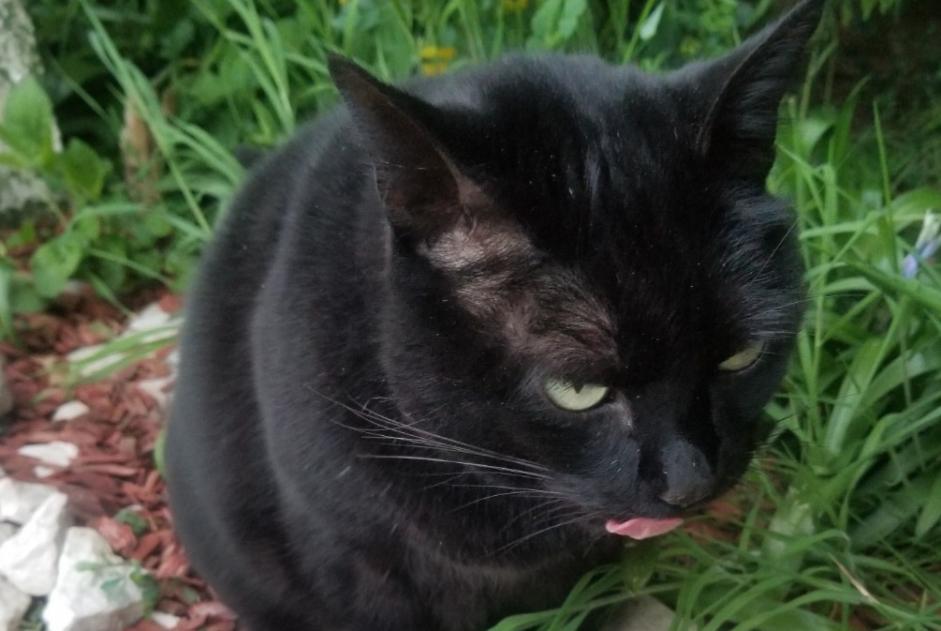 Avviso Ritrovamento Gatto Femmina Le Mans Francia Avviso Ritrovamento Gatto Femmina Le Mans Francia