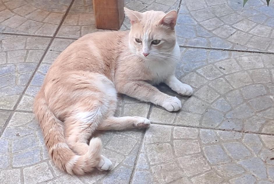 Avviso Ritrovamento Gatto incrocio di razze Maschio Le Mans Francia Avviso Ritrovamento Gatto incrocio di razze Maschio Le Mans Francia